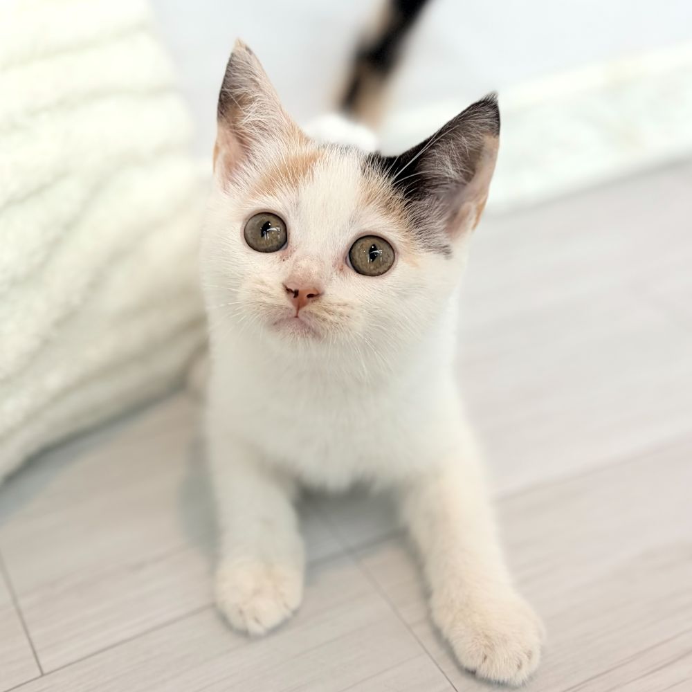 愛知県のマンチカン (犬の家＆猫の里春日井本店/2026年6月27日生まれ/女の子/キャリコバン)の子猫の4枚目の画像