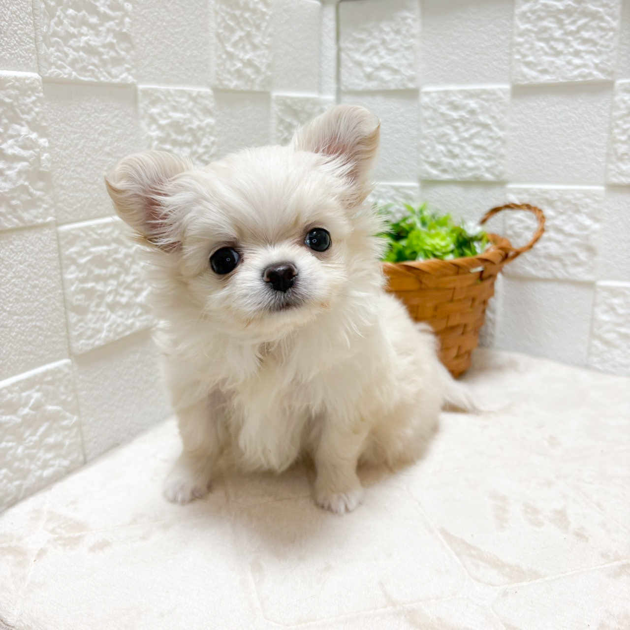 東京都のポメチワ/チワポメ/ポメチー(ポメラニアン×チワワ) (犬の家＆猫の里ペットフォレスト小平店/2026年7月14日生まれ/女の子/クリーム)の子犬の4枚目の画像