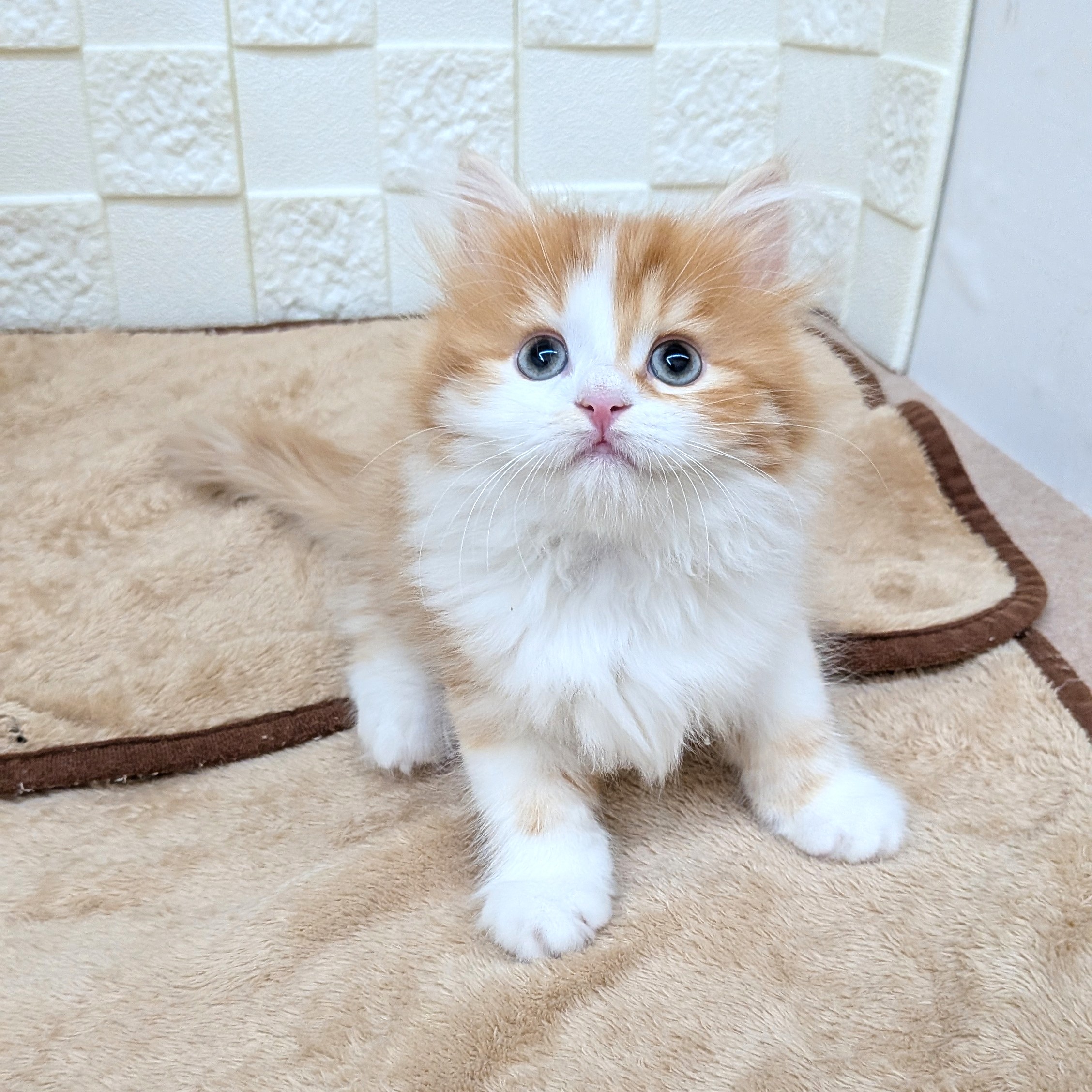 愛知県のスコティッシュフォールド (犬の家&猫の里碧南店/2025年8月27日生まれ/女の子/レッドタビーホワイト)の子猫の1枚目の画像