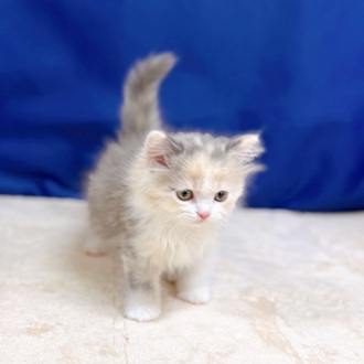 愛知県のスコティッシュストレート (犬の家＆猫の里一宮店/2025年7月20日生まれ/女の子/ブルーパッチドタビーホワイト)の子猫の4枚目の画像