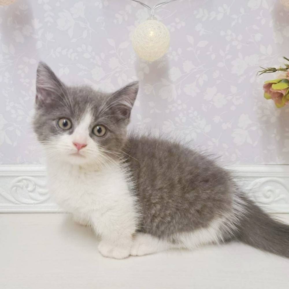 富山県のミヌエット (犬の家＆猫の里アミーゴ山室店/2026年7月9日生まれ/男の子/ブルーホワイト)の子猫の4枚目の画像