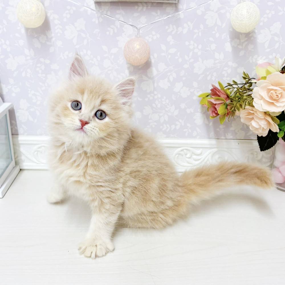 富山県のサイベリアン (犬の家＆猫の里アミーゴ山室店/2026年7月26日生まれ/女の子/クリームタビー)の子猫の4枚目の画像