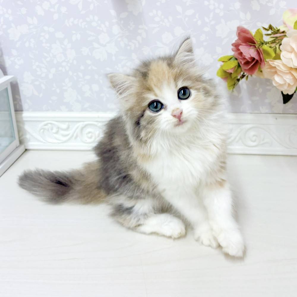 富山県のミヌエット (犬の家＆猫の里アミーゴ山室店/2026年7月23日生まれ/女の子/ダイリュートキャリコ)の子猫の4枚目の画像