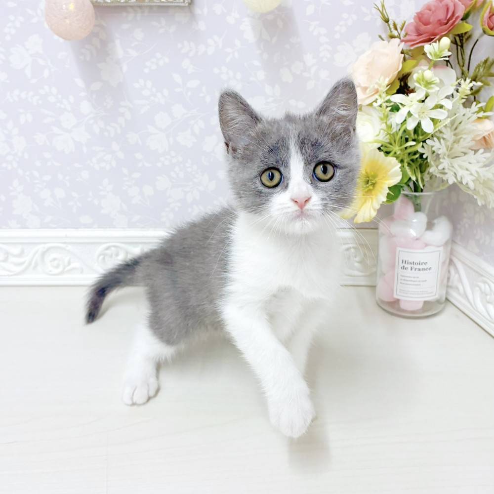 富山県のブリティッシュショートヘアー (犬の家＆猫の里アミーゴ山室店/2026年7月24日生まれ/女の子/ブルーホワイト)の子猫の4枚目の画像
