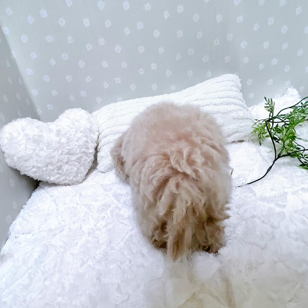 愛知県のマルプー(マルチーズ×プードル) (犬の家＆猫の里安城店/2026年2月17日生まれ/男の子/クリーム)の子犬の4枚目の画像