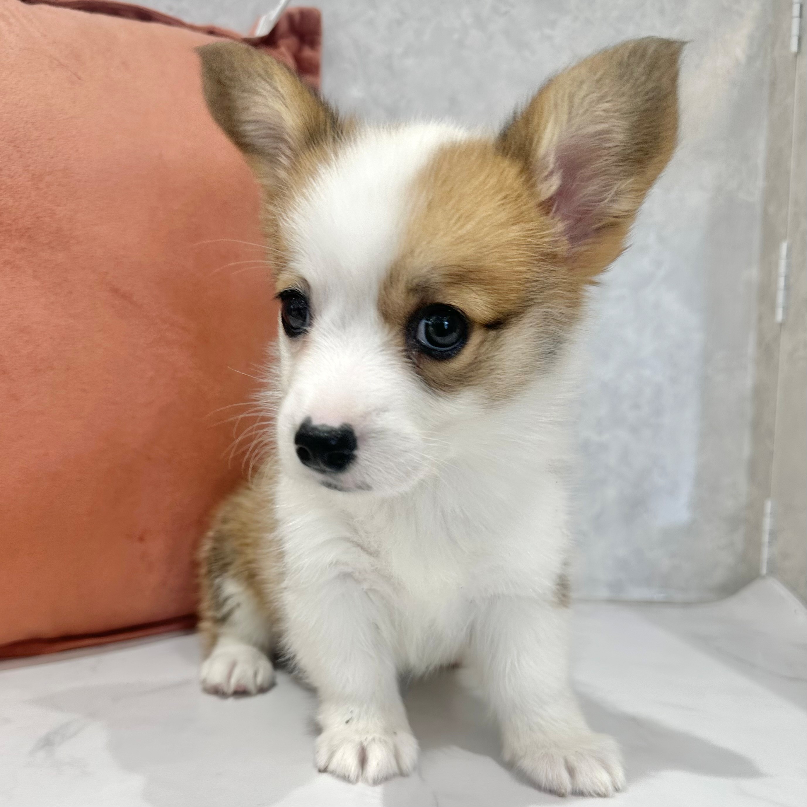 福岡県のウェルシュコーギーペンブローク (犬の家＆猫の里くりえいと宗像店/2026年2月22日生まれ/女の子/レッドホワイト)の子犬の4枚目の画像