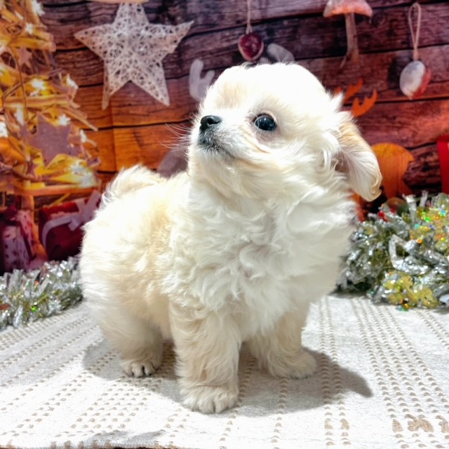 福岡県のチワプー/プーチー(チワワ×プードル) (犬の家＆猫の里トリアス久山店/2025年9月28日生まれ/男の子/クリーム)の子犬の4枚目の画像