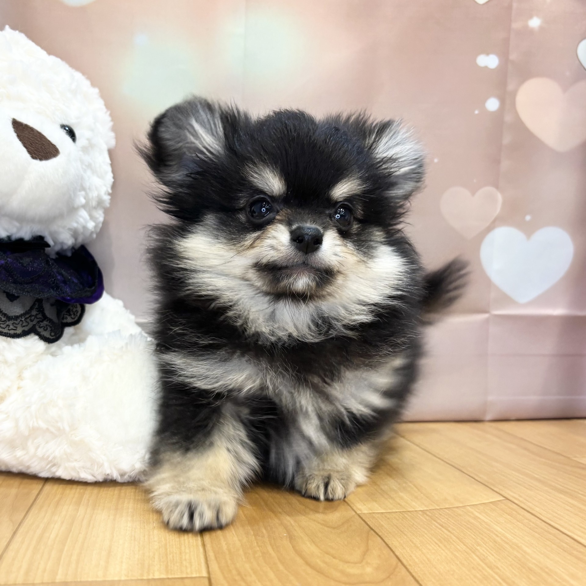 長野県のポメチワ/チワポメ/ポメチー(ポメラニアン×チワワ) (犬の家＆猫の里カインズ梓川店/2026年8月10日生まれ/男の子/ブラッククリーム)の子犬の4枚目の画像