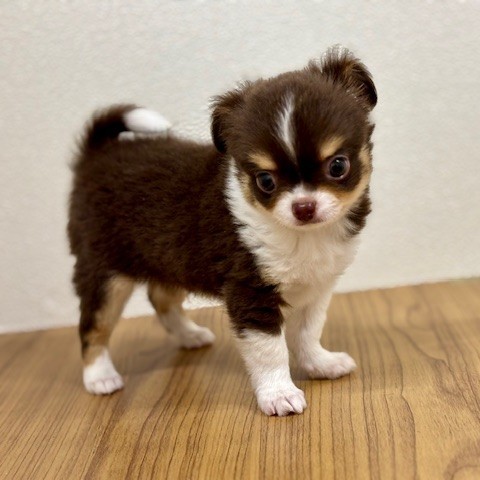 福岡県のチワワ(ロング) (犬の家＆猫の里トリアス久山店/2025年8月7日生まれ/男の子/チョコレートタンホワイト)の子犬の4枚目の画像