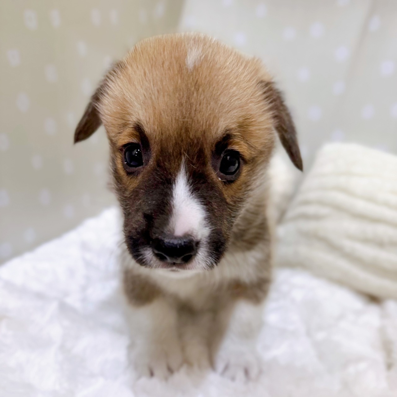 愛知県のウェルシュコーギーペンブローク (犬の家＆猫の里安城店/2026年2月6日生まれ/男の子/セーブルホワイト)の子犬の4枚目の画像
