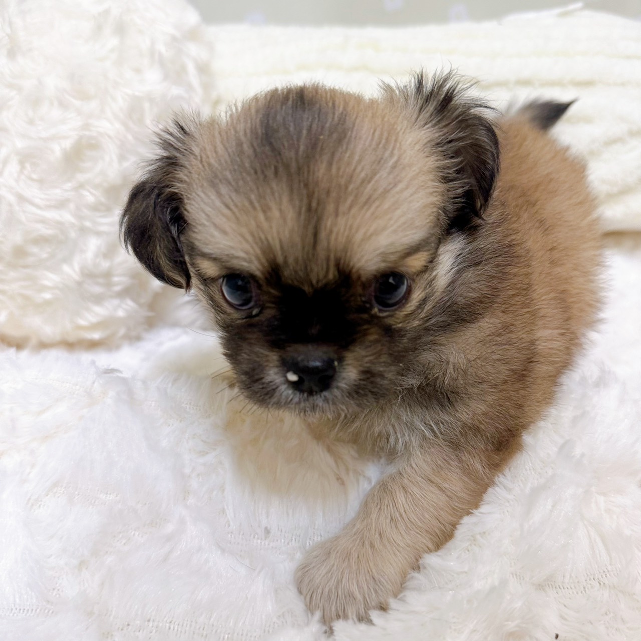 愛知県のチワペキ/ペキチー/ペキチワ(チワワ×ペキニーズ) (犬の家＆猫の里安城店/2026年2月10日生まれ/男の子/レッドホワイト)の子犬の4枚目の画像