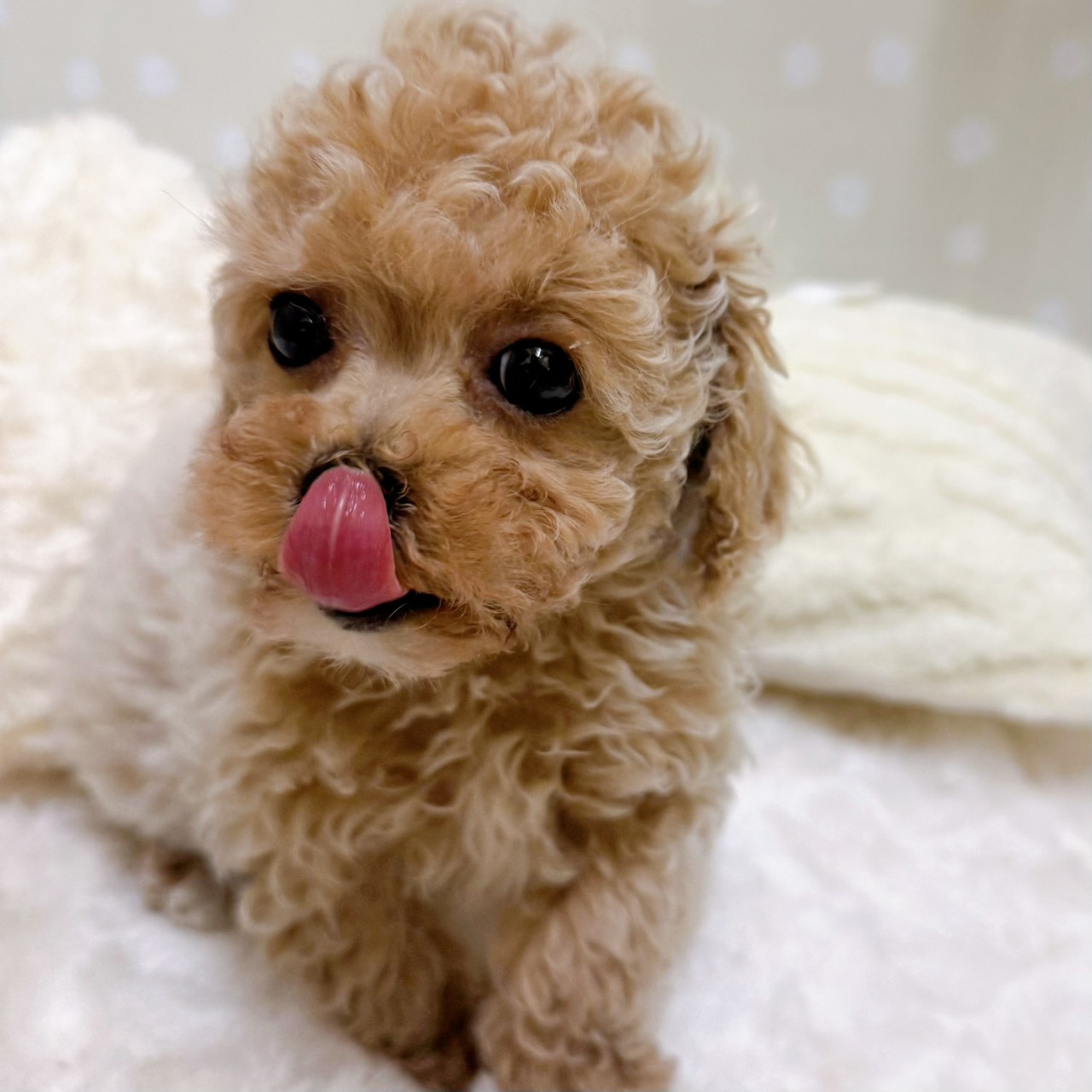 愛知県のビションプー(ビションフリーゼ×プードル) (犬の家＆猫の里安城店/2026年2月6日生まれ/女の子/アプリコット)の子犬の4枚目の画像