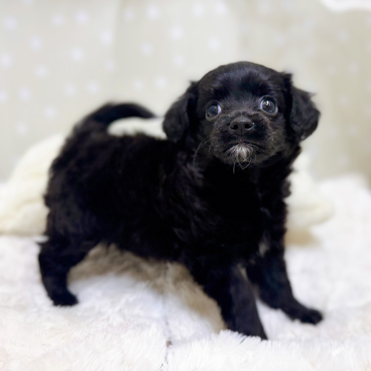 愛知県のチワプー/プーチー(チワワ×プードル) (犬の家＆猫の里安城店/2026年2月8日生まれ/女の子/ブラック)の子犬の4枚目の画像