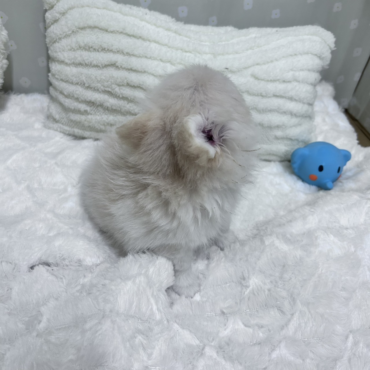 愛知県のポメチワ/チワポメ/ポメチー(ポメラニアン×チワワ) (犬の家＆猫の里安城店/2026年2月4日生まれ/女の子/クリーム)の子犬の4枚目の画像