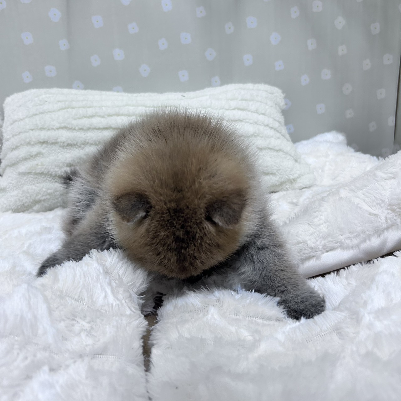 愛知県のポメ柴/豆ポメ/ポメ豆柴(ポメラニアン×柴犬) (犬の家＆猫の里安城店/2026年2月10日生まれ/女の子/赤)の子犬の4枚目の画像