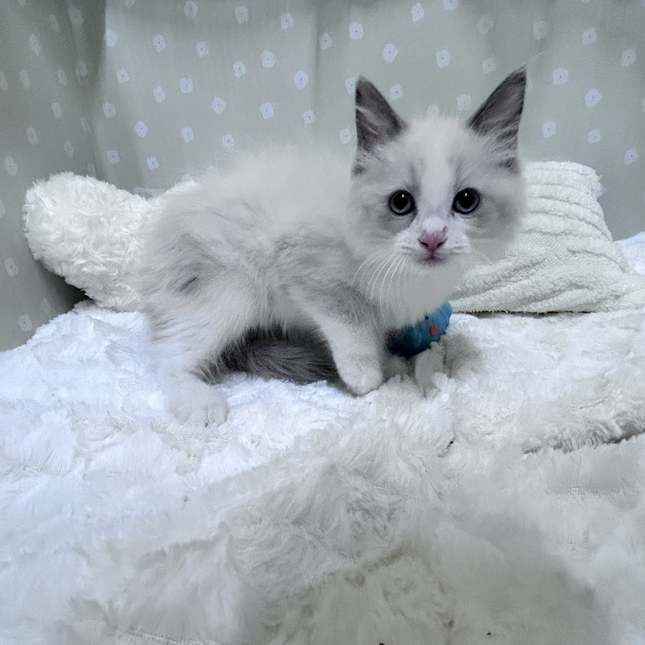 愛知県のラグドール (犬の家＆猫の里安城店/2026年2月4日生まれ/男の子/ブルーポイントバイカラー)の子猫の4枚目の画像