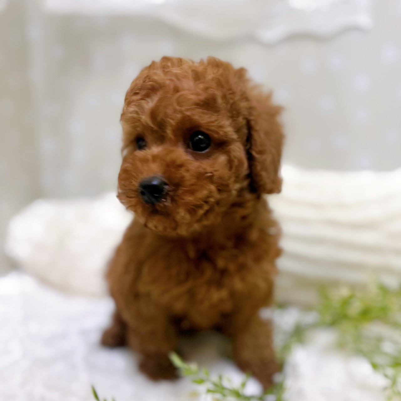 愛知県のトイプードル(トイ) (犬の家＆猫の里安城店/2026年1月25日生まれ/男の子/レッド)の子犬の4枚目の画像