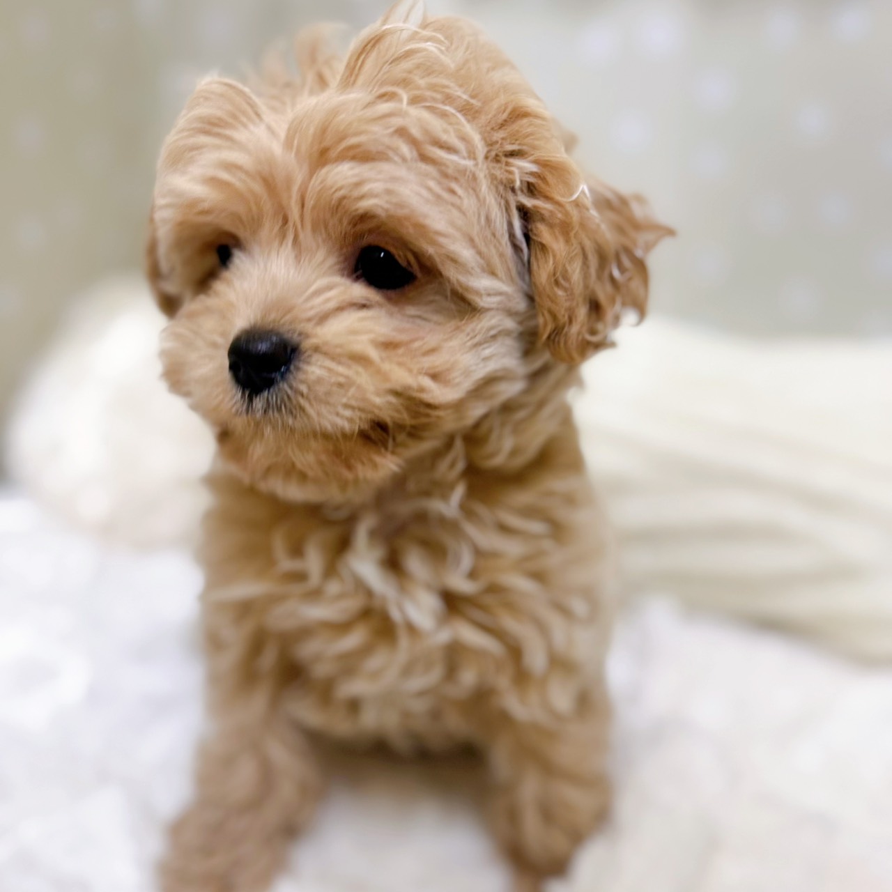 愛知県のチワプー/プーチー(チワワ×プードル) (犬の家＆猫の里安城店/2026年1月25日生まれ/女の子/アプリコット)の子犬の4枚目の画像