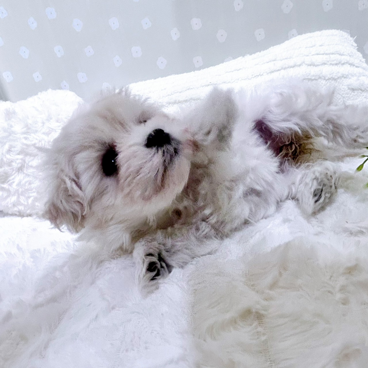 愛知県のハーフ犬・ミックス犬 (犬の家＆猫の里安城店/2026年2月16日生まれ/女の子/クリームホワイト)の子犬の4枚目の画像