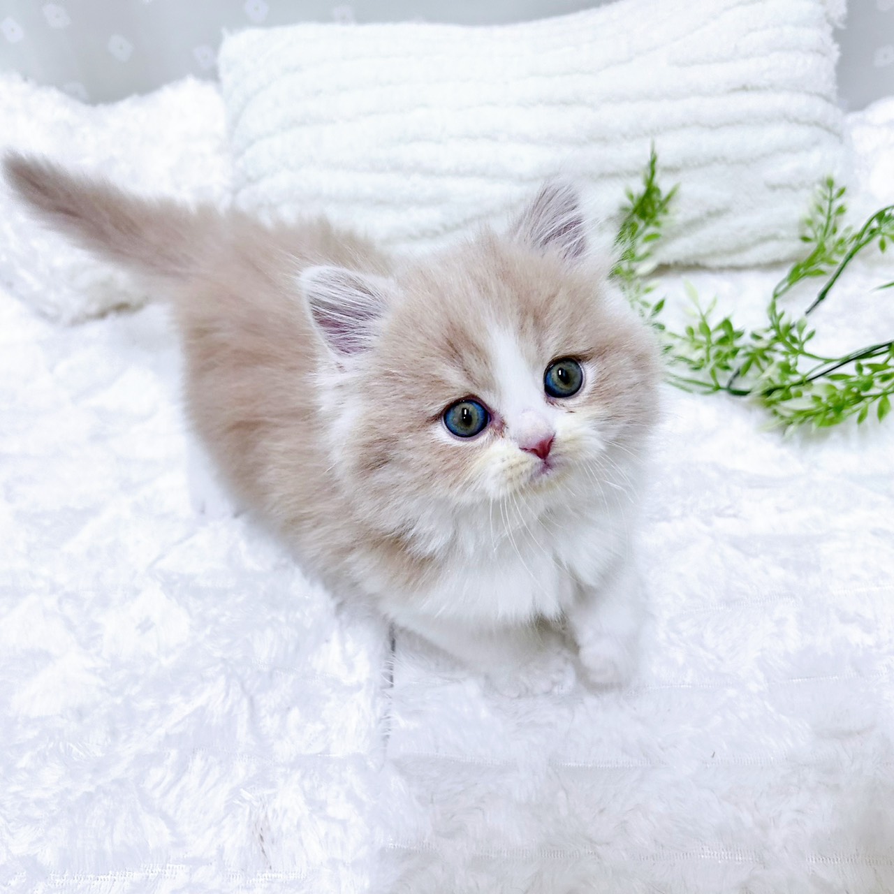 愛知県のスコティッシュフォールド (犬の家＆猫の里安城店/2026年2月17日生まれ/男の子/クリームタビーホワイト)の子猫の4枚目の画像