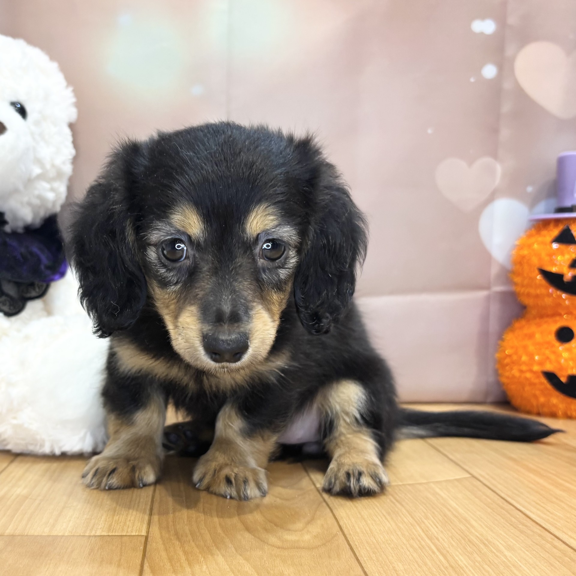 長野県のカニンヘンダックスフンド(ロング) (犬の家＆猫の里カインズ梓川店/2026年8月18日生まれ/女の子/ブラックタン)の子犬の4枚目の画像