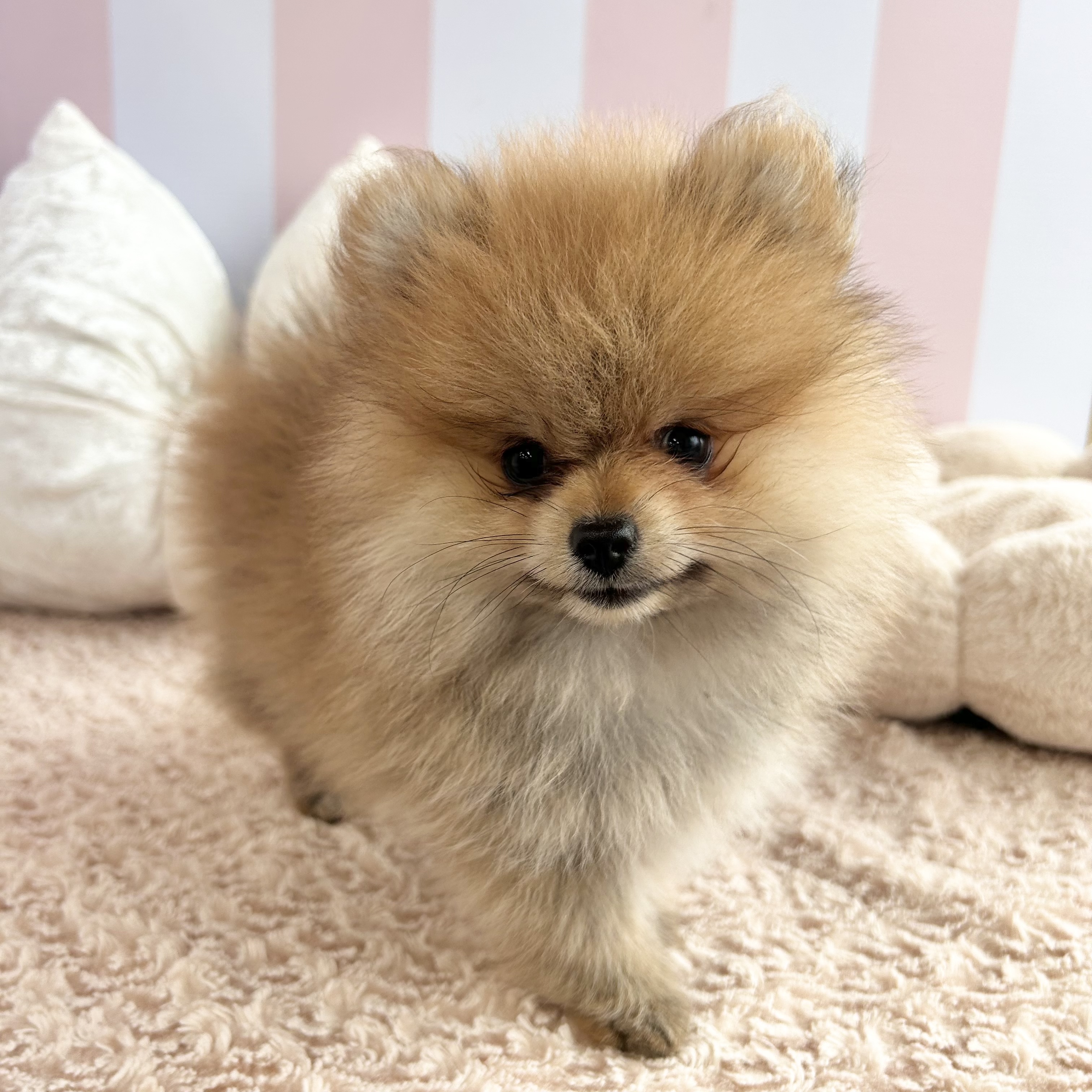 岡山県のポメラニアン (犬の家＆猫の里倉敷中庄店/2025年7月24日生まれ/女の子/オレンジ)の子犬の4枚目の画像