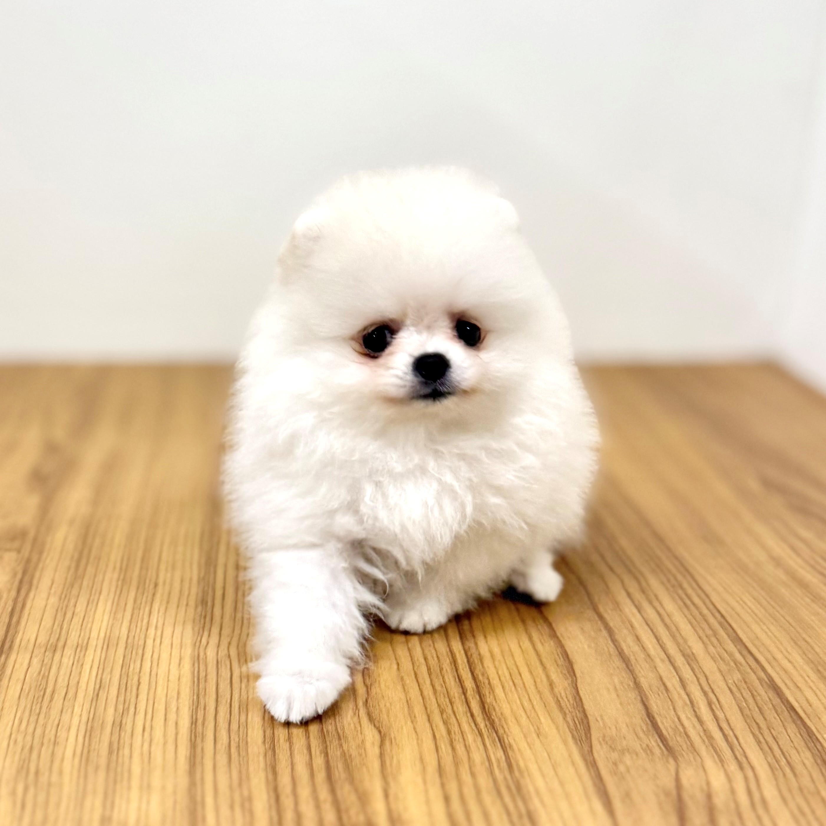福岡県のポメラニアン (犬の家＆猫の里シュロアモール筑紫野店/2025年6月1日生まれ/女の子/クリーム)の子犬の4枚目の画像