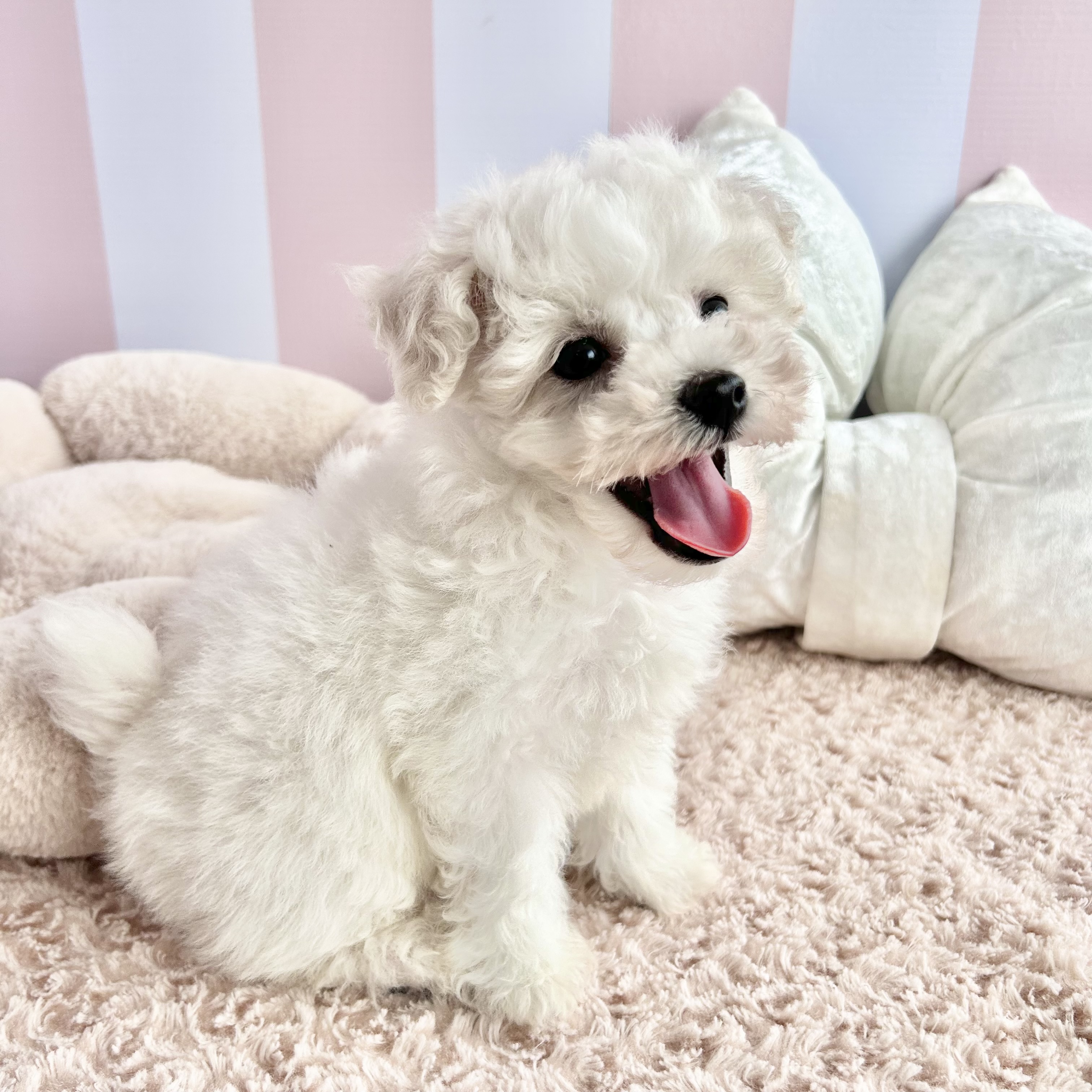 岡山県のビションフリーゼ (犬の家＆猫の里倉敷中庄店/2025年10月18日生まれ/男の子/ホワイト)の子犬の4枚目の画像