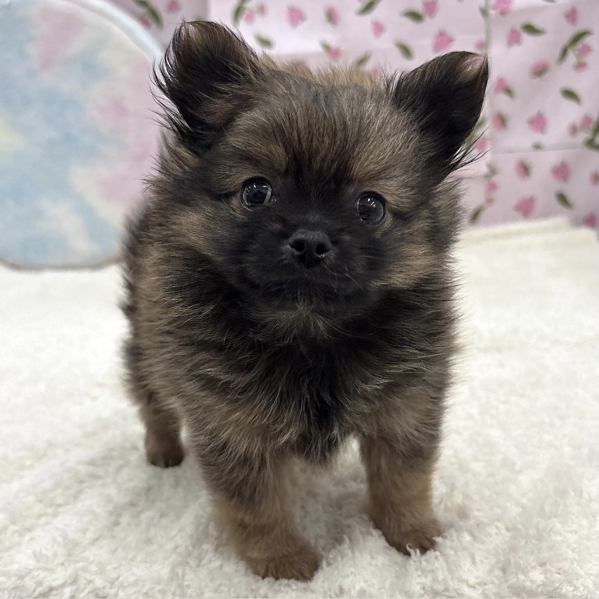 ハーフ犬男の子の写真