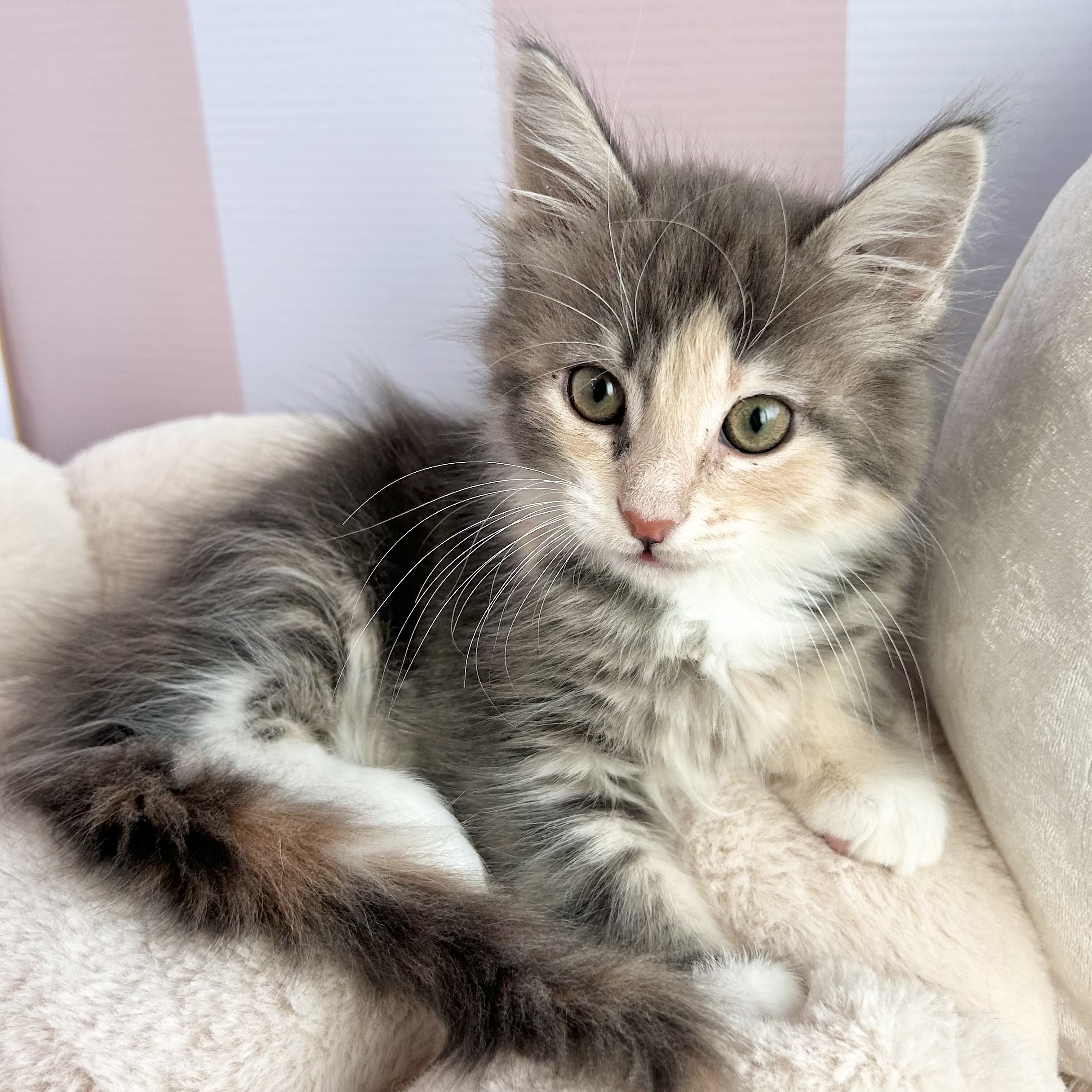 岡山県のメインクーン (犬の家＆猫の里倉敷中庄店/2025年10月11日生まれ/女の子/ブルーパッチドタビーホワイト)の子猫の4枚目の画像