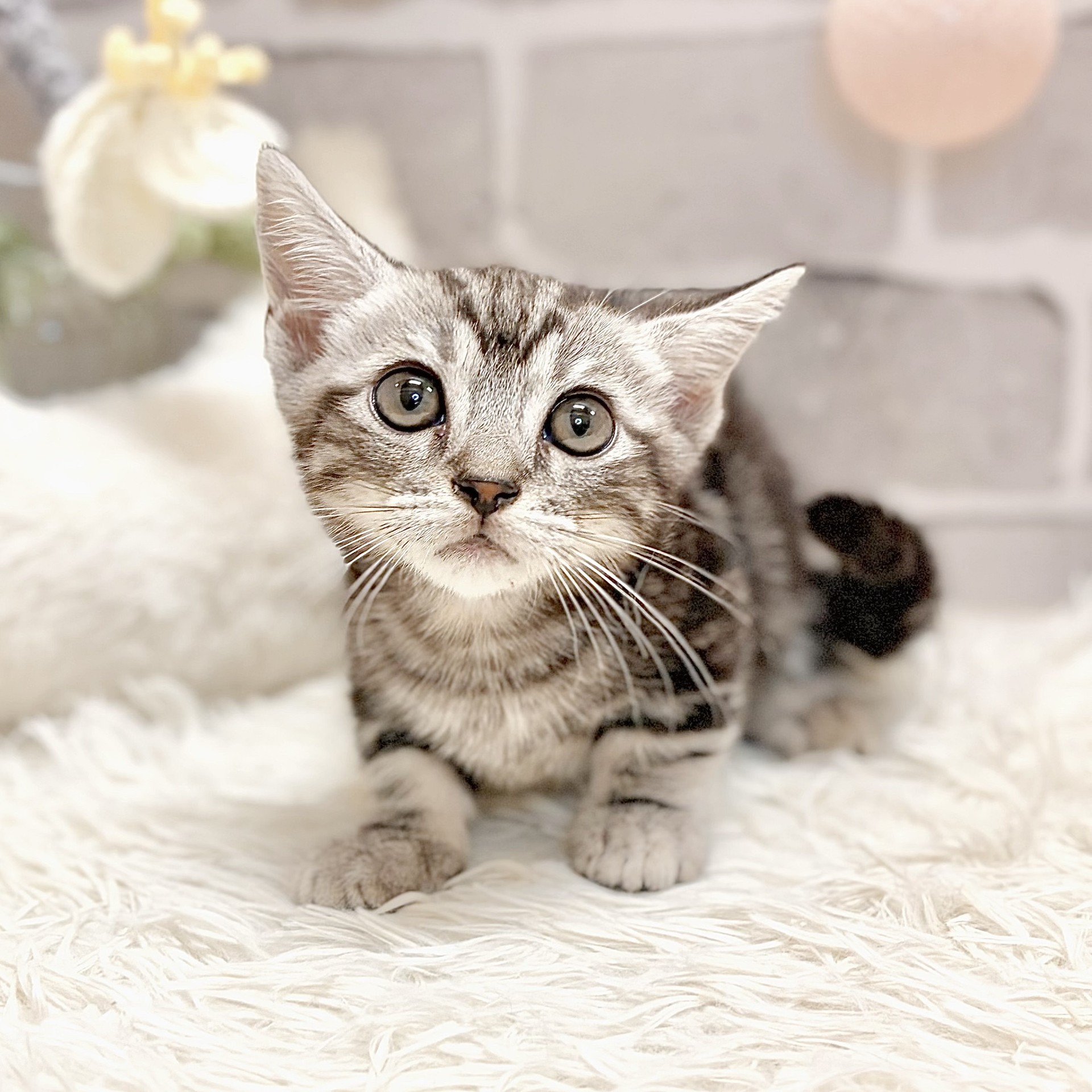 兵庫県のマンチカン (犬の家＆猫の里神戸店/2026年7月4日生まれ/男の子/シルバータビー)の子猫の4枚目の画像