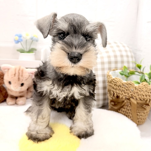 愛知県のミニチュアシュナウザー (犬の家＆猫の里豊川インター店/2026年5月23日生まれ/女の子/ソルトペッパー)の子犬の4枚目の画像