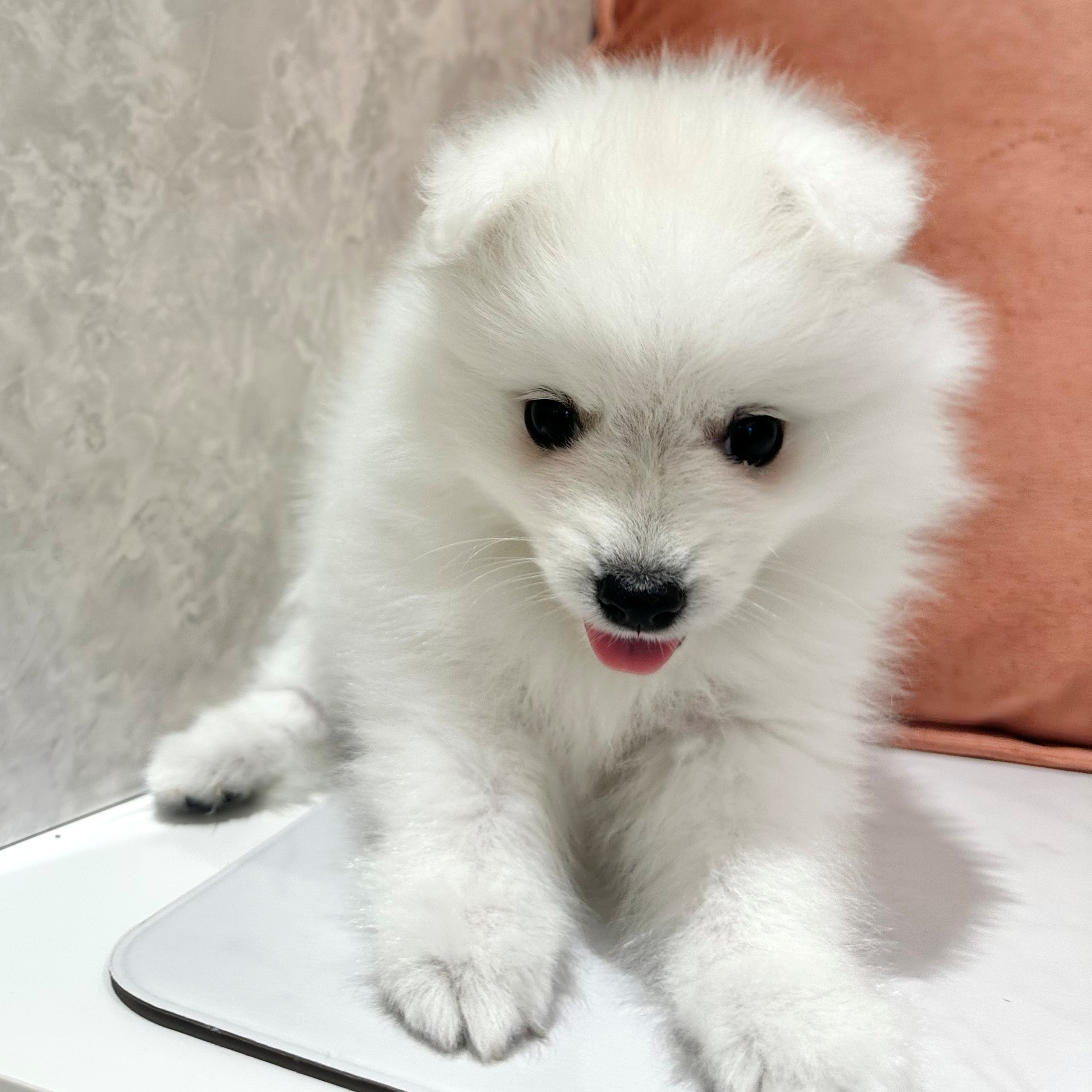 福岡県の日本スピッツ (犬の家＆猫の里くりえいと宗像店/2026年3月2日生まれ/女の子/ホワイト)の子犬の4枚目の画像