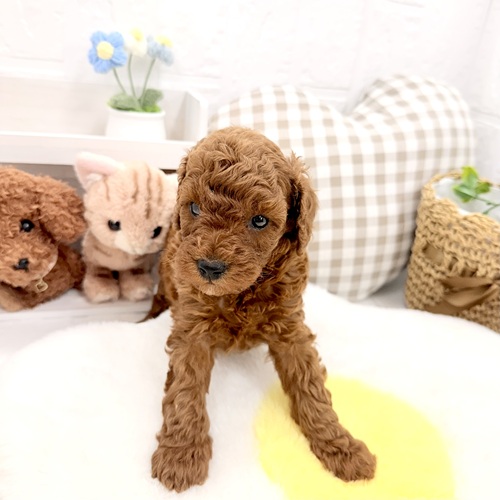 愛知県のトイプードル(トイ) (犬の家＆猫の里豊川インター店/2026年5月25日生まれ/男の子/レッド)の子犬の4枚目の画像