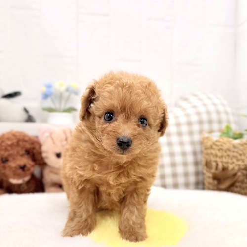 愛知県のトイプードル(トイ) (犬の家＆猫の里豊川インター店/2026年5月25日生まれ/女の子/レッド)の子犬の4枚目の画像