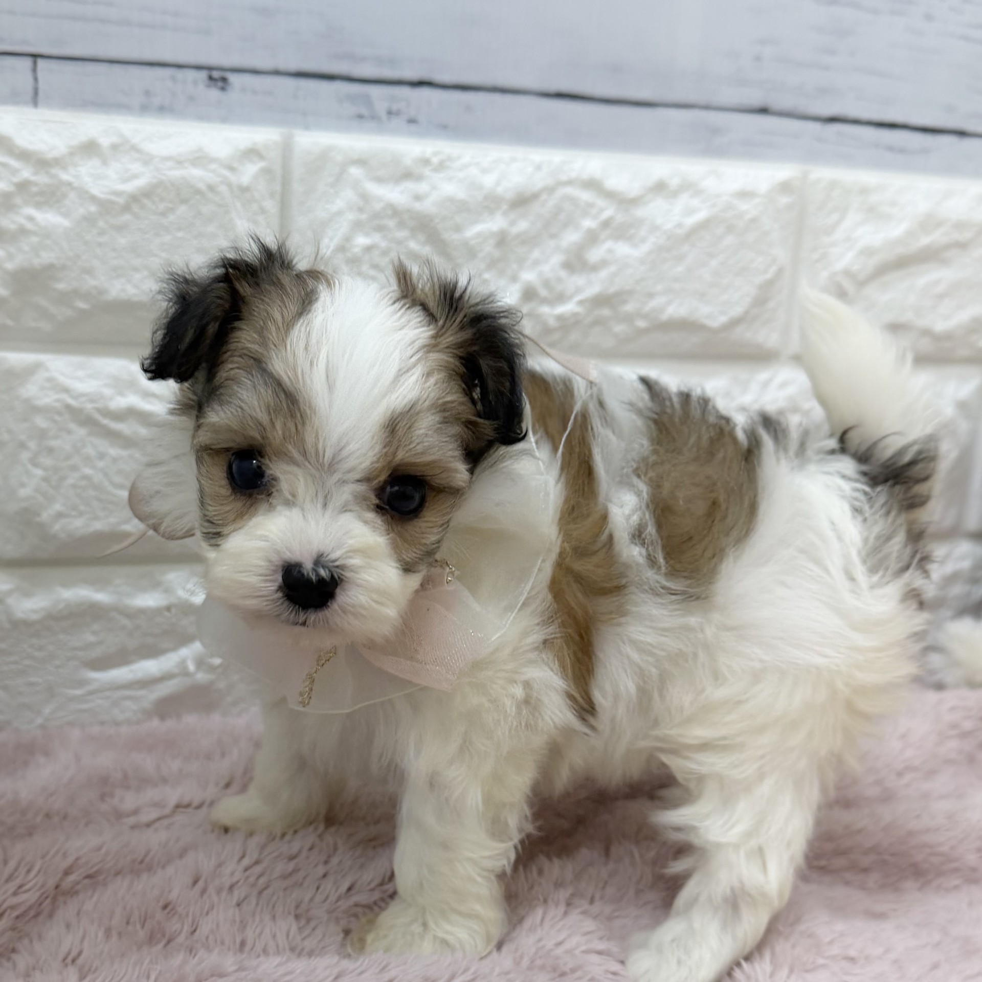 静岡県のハーフ犬・ミックス犬 (犬の家＆猫の里アミーゴ浜松和田店/2026年8月3日生まれ/女の子/ホワイトレッド)の子犬の1枚目の画像
