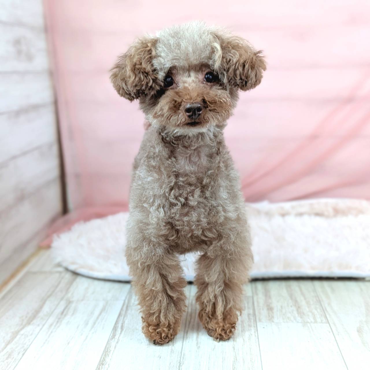 1番見られている子の画像