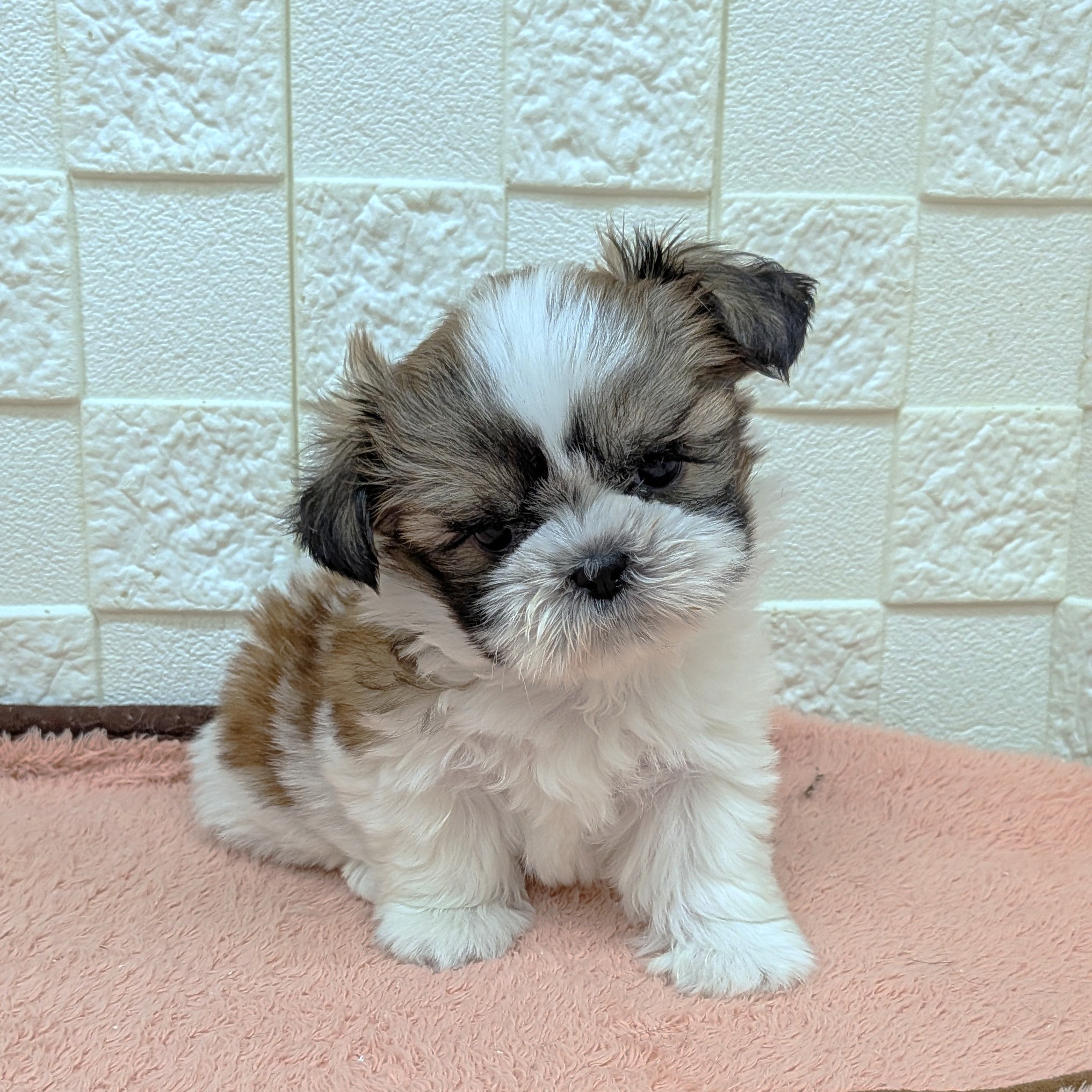 愛知県のシーズー (犬の家＆猫の里碧南店/2025年10月3日生まれ/男の子/ゴールドホワイト)の子犬の4枚目の画像