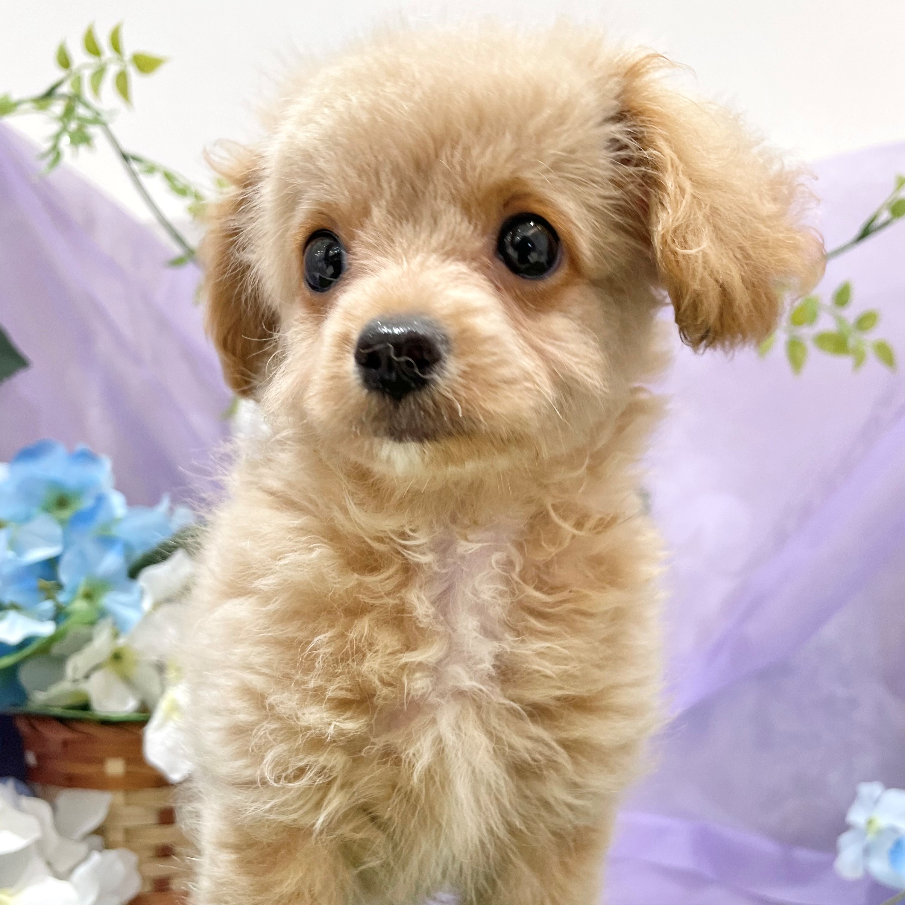 福岡県のチワプー/プーチー(チワワ×プードル) (犬の家＆猫の里くりえいと宗像店/2026年4月29日生まれ/男の子/クリームホワイト)の子犬の1枚目の画像