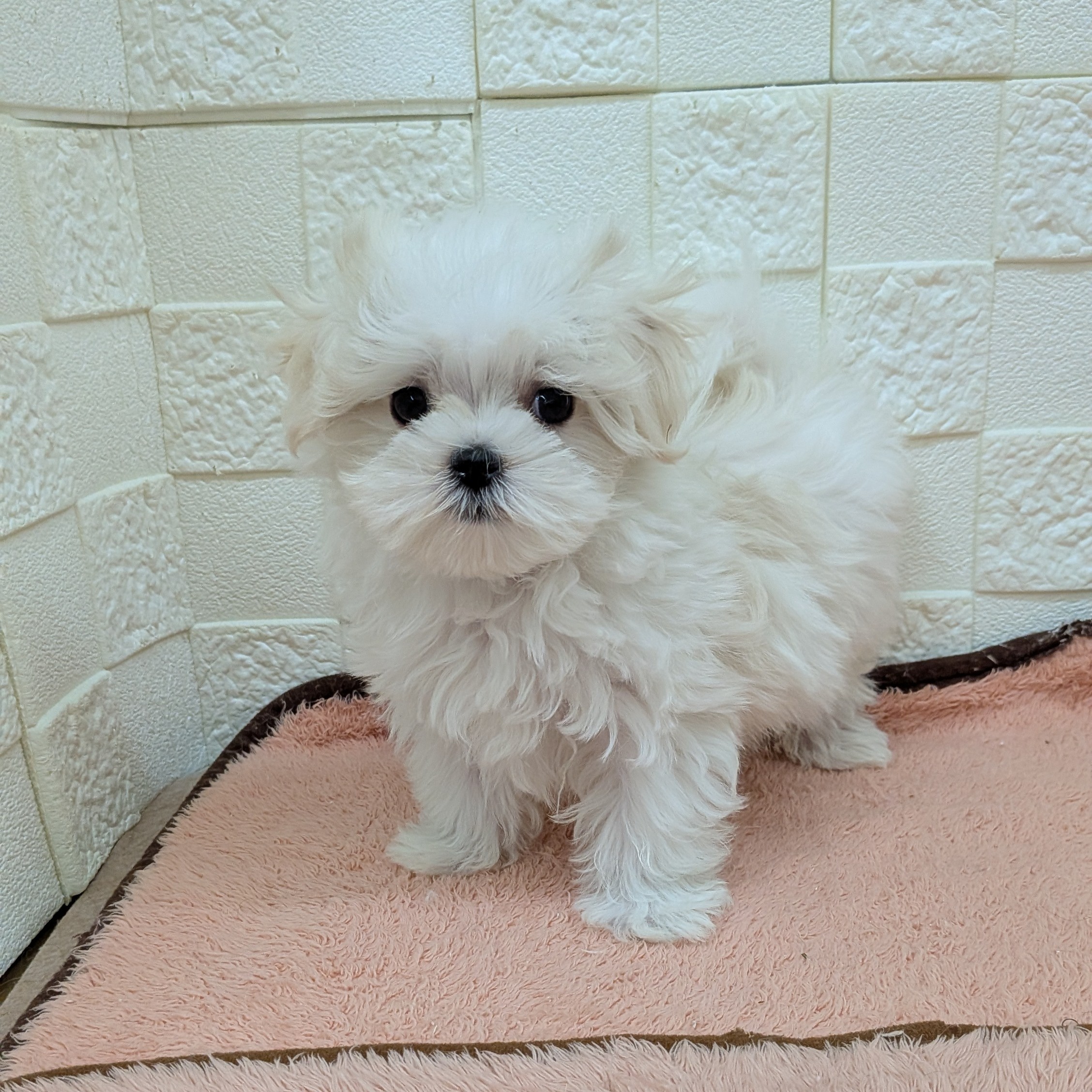 愛知県のマルチーズ (犬の家＆猫の里碧南店/2025年10月4日生まれ/女の子/ホワイト)の子犬の4枚目の画像
