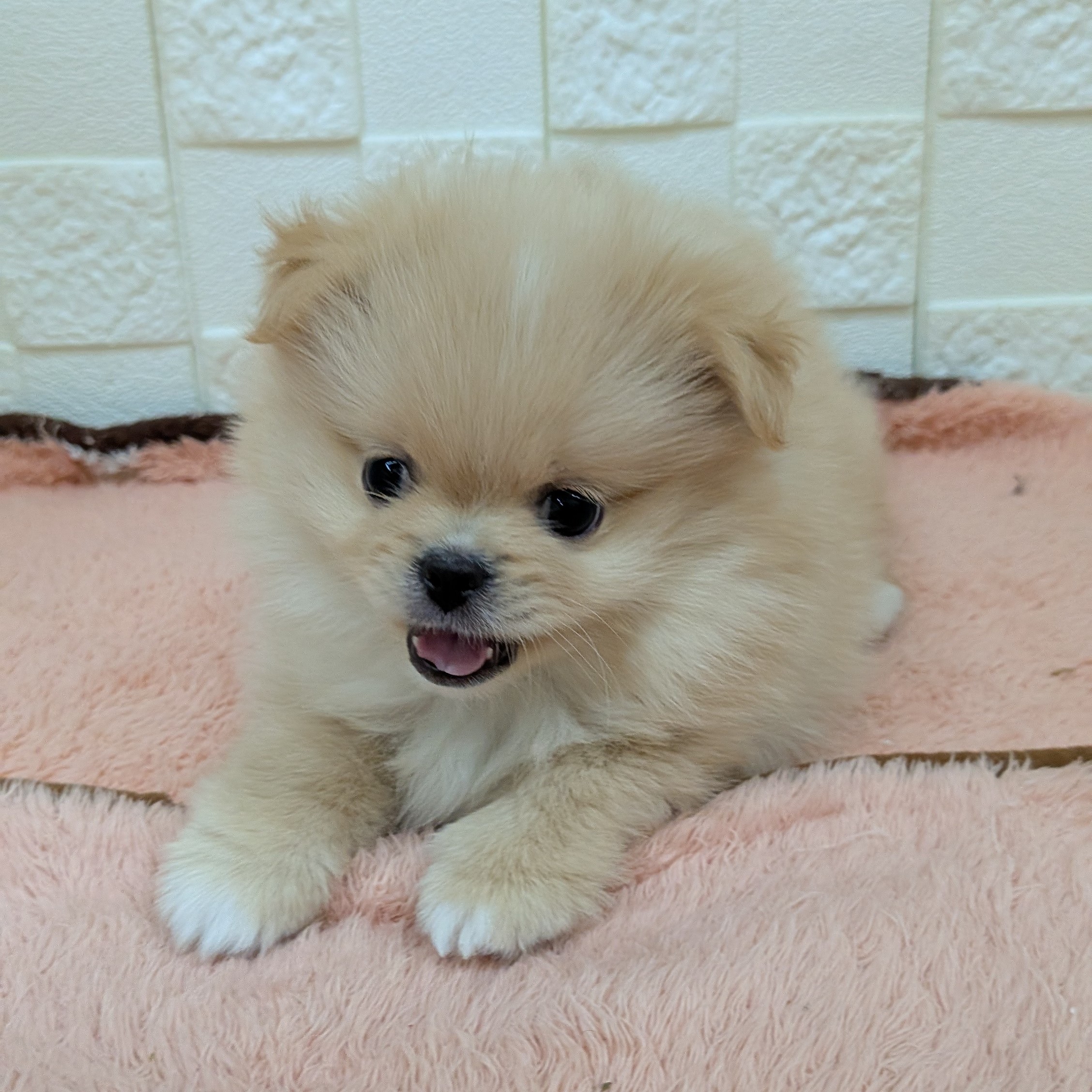 愛知県のペキポメ/ポメペキ(ペキニーズ×ポメラニアン) (犬の家＆猫の里碧南店/2025年10月5日生まれ/女の子/クリーム)の子犬の4枚目の画像