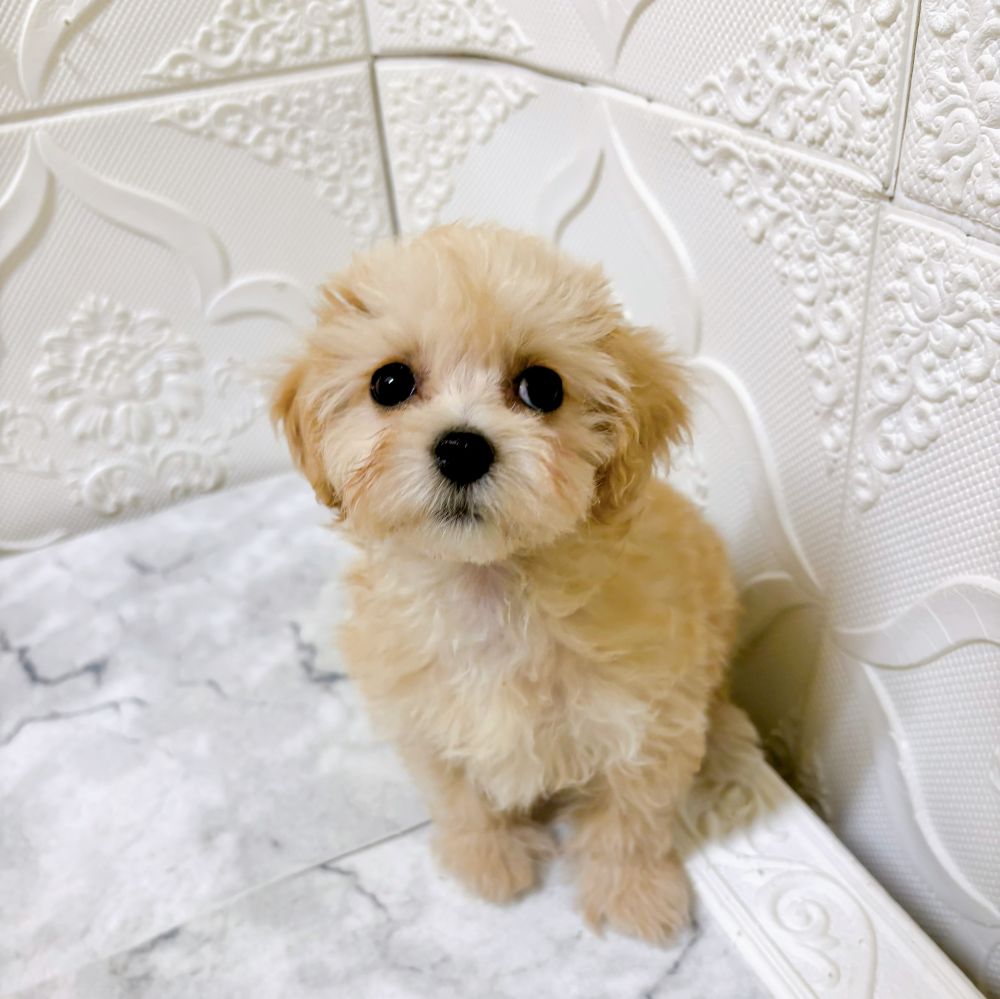 愛知県のマルプー(マルチーズ×プードル) (犬の家＆猫の里岡崎店/2026年1月2日生まれ/女の子/アプリコット)の子犬の4枚目の画像