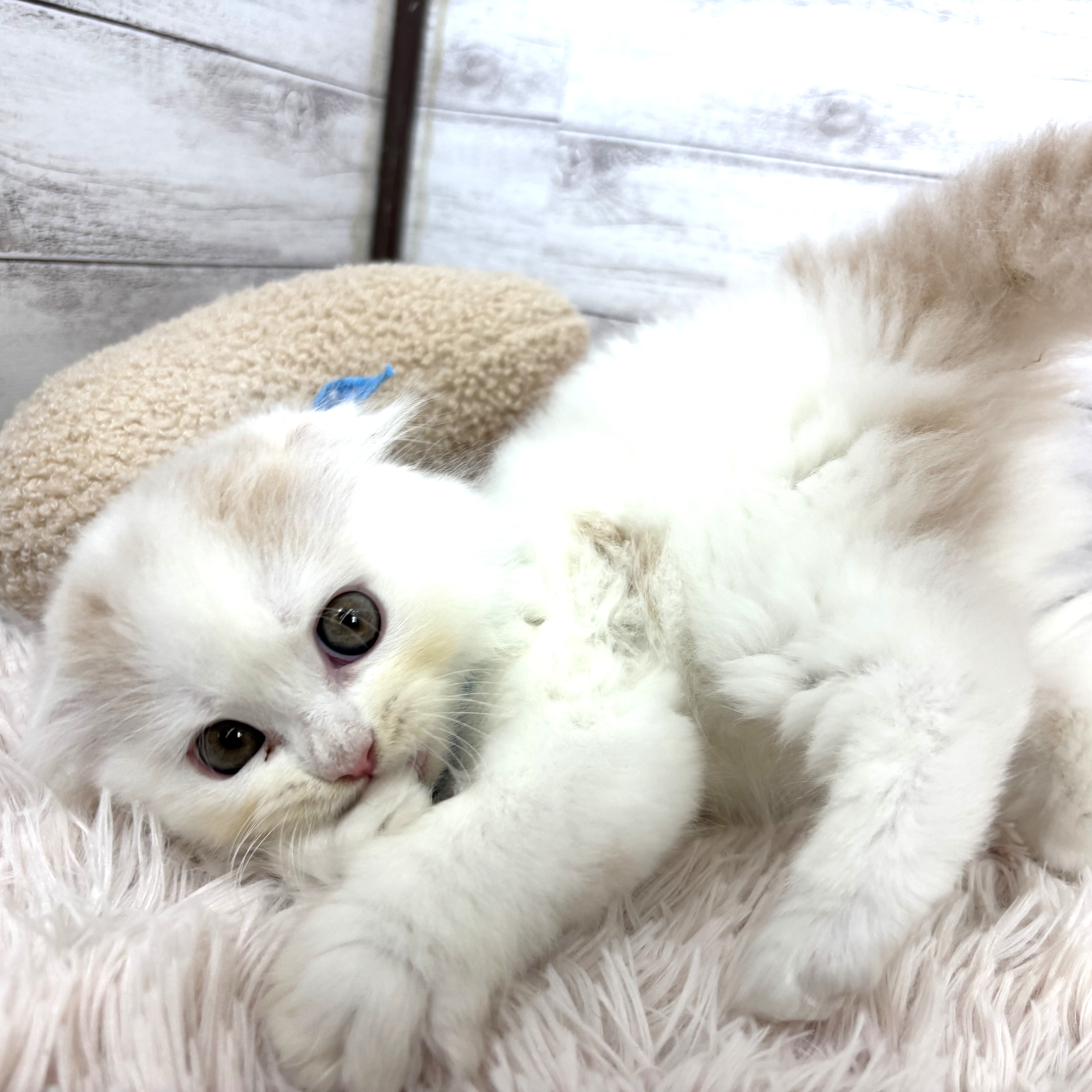 兵庫県のスコティッシュフォールド (犬の家＆猫の里川西店/2026年1月4日生まれ/男の子/クリームタビーホワイト)の子猫の4枚目の画像