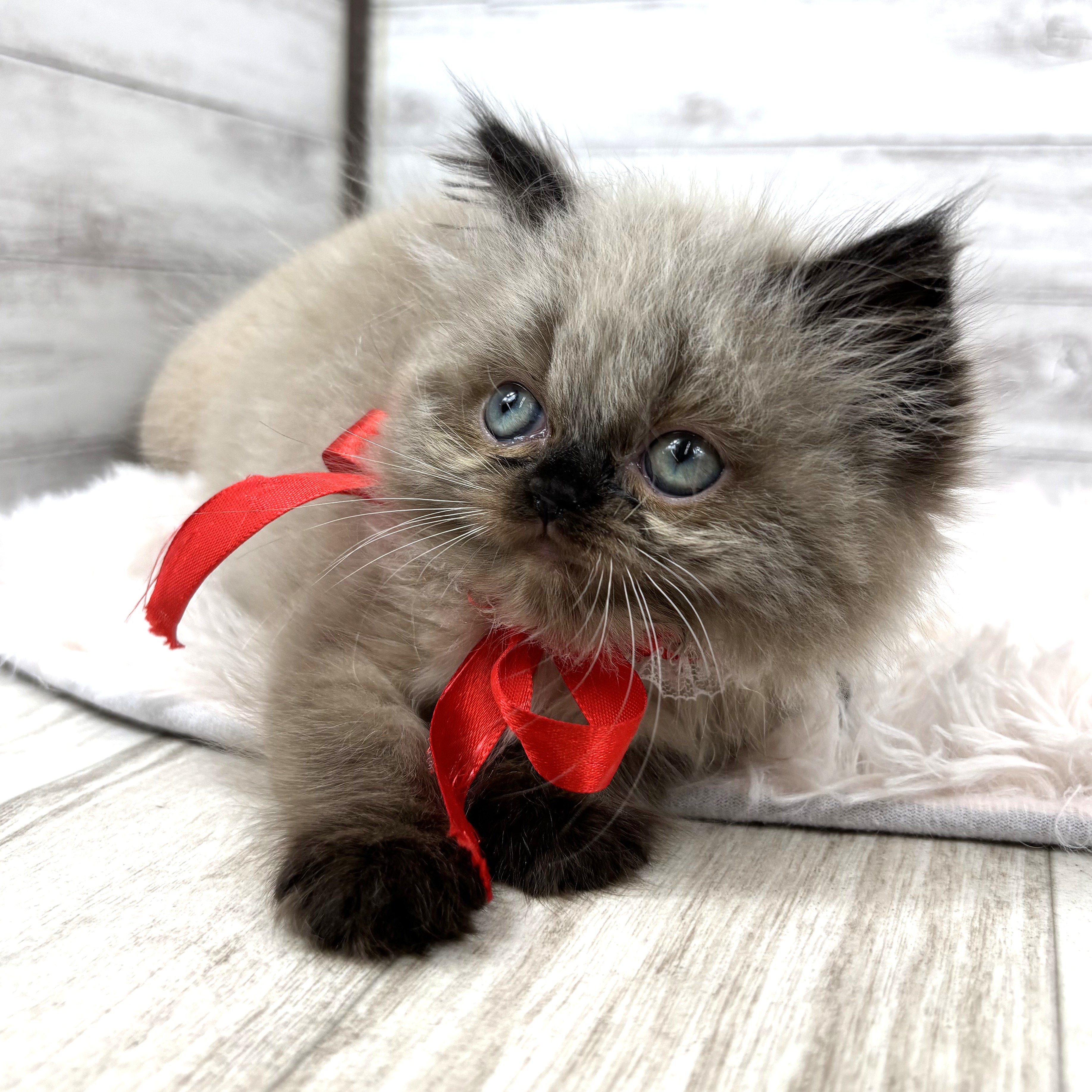 兵庫県のヒマラヤン (犬の家＆猫の里川西店/2026年1月3日生まれ/女の子/シールポイント)の子猫の4枚目の画像