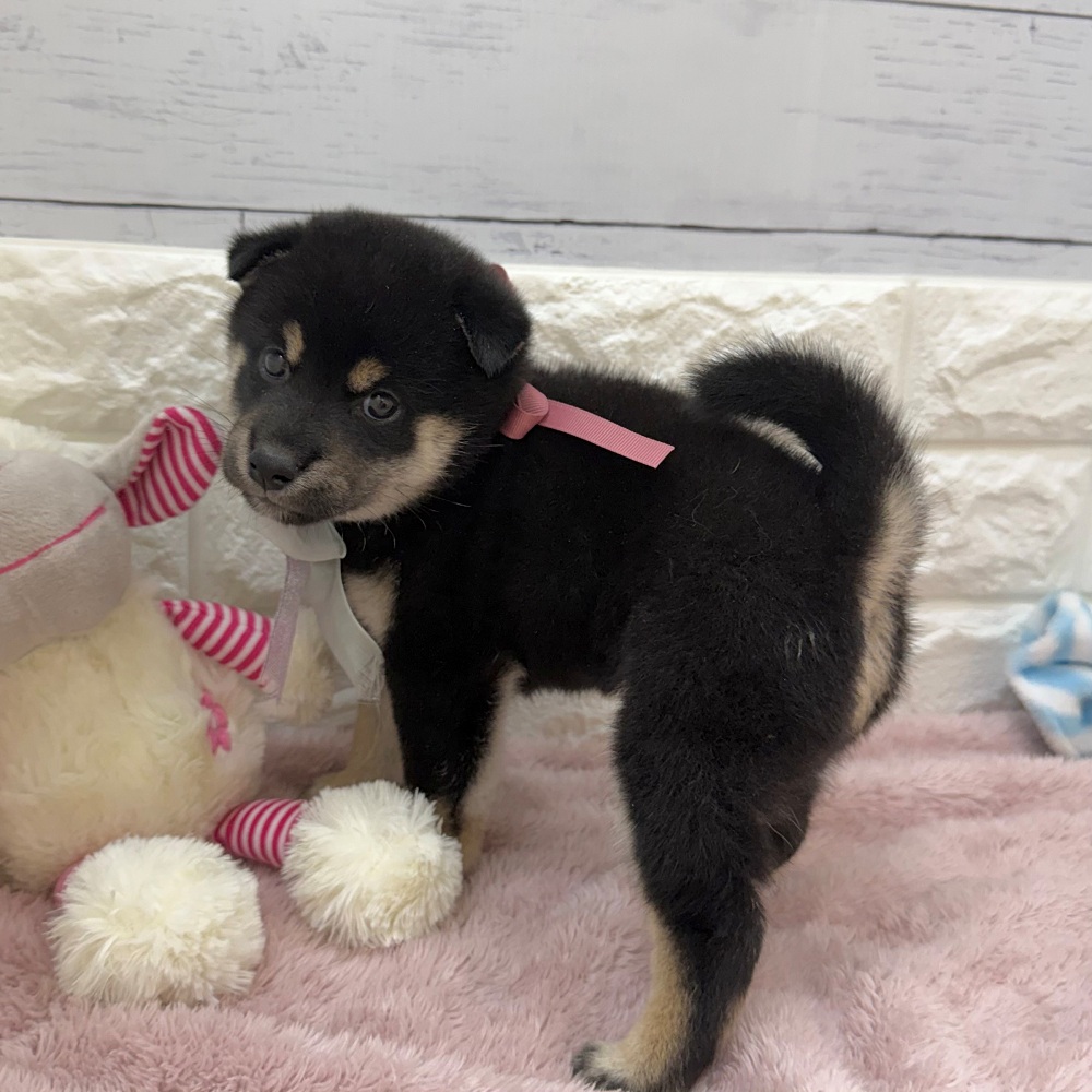静岡県の柴犬(標準サイズ) (犬の家＆猫の里アミーゴ浜松和田店/2026年6月30日生まれ/女の子/黒)の子犬の4枚目の画像