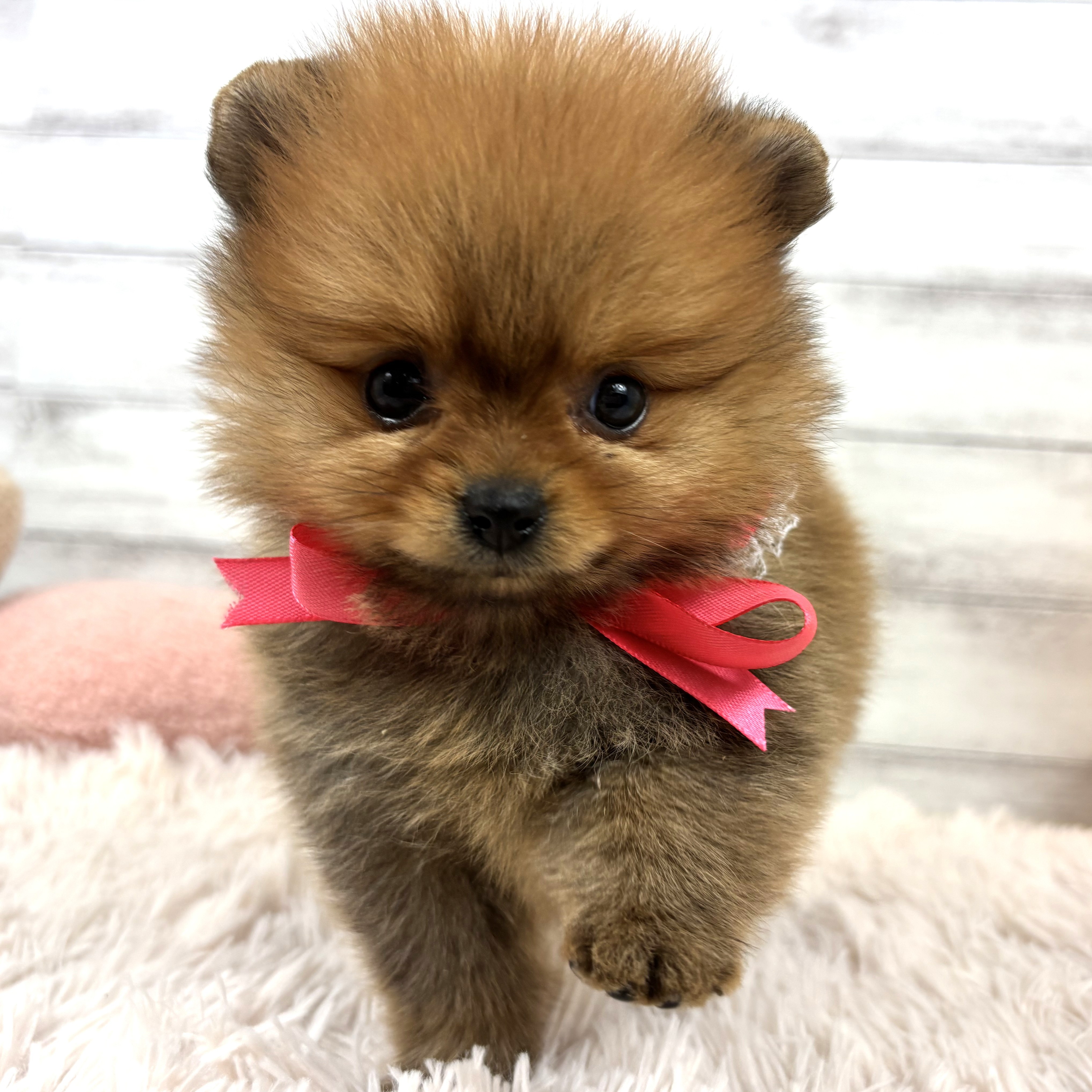 兵庫県のポメラニアン (犬の家＆猫の里川西店/2026年1月3日生まれ/女の子/オレンジ)の子犬の4枚目の画像