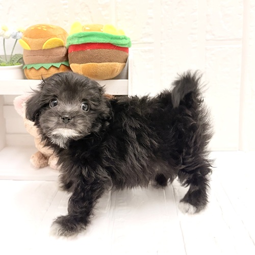 愛知県のハーフ犬・ミックス犬 (犬の家＆猫の里豊川インター店/2026年6月12日生まれ/女の子/ブラックホワイト)の子犬の4枚目の画像