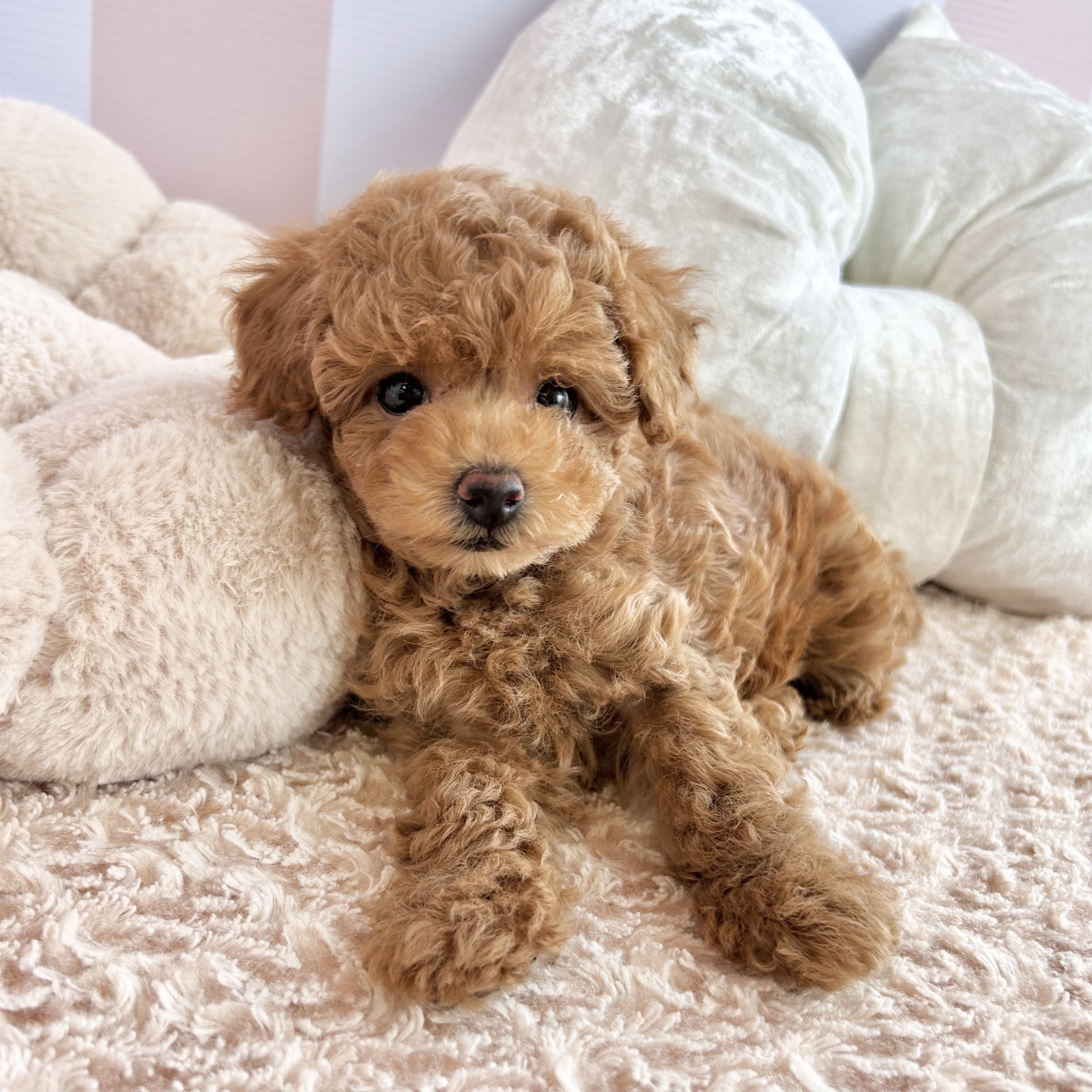 岡山県のトイプードル(トイ) (犬の家＆猫の里倉敷中庄店/2025年9月6日生まれ/女の子/アプリコット)の子犬の4枚目の画像