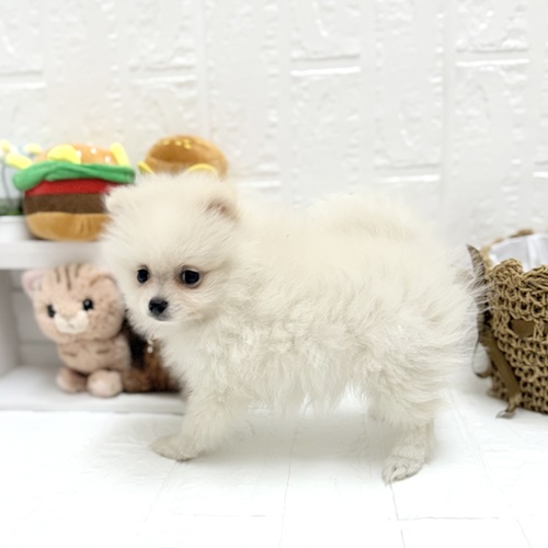 愛知県のポメラニアン (犬の家＆猫の里豊川インター店/2026年6月20日生まれ/女の子/クリーム)の子犬の4枚目の画像