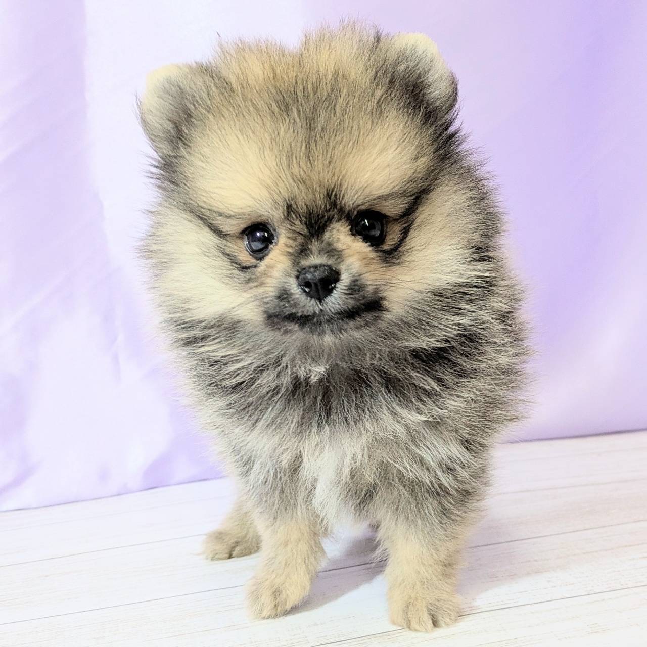 兵庫県のポメラニアン (犬の家＆猫の里尼崎店/2025年8月9日生まれ/女の子/ウルフセーブル)の子犬の4枚目の画像